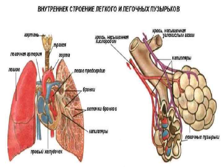 Строение легких фото