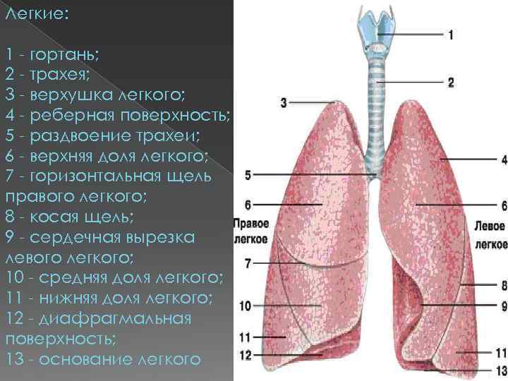 Верхушка легкого