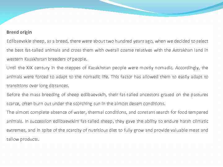 Breed origin Edilbaevskie sheep, as a breed, there were about two hundred years ago,