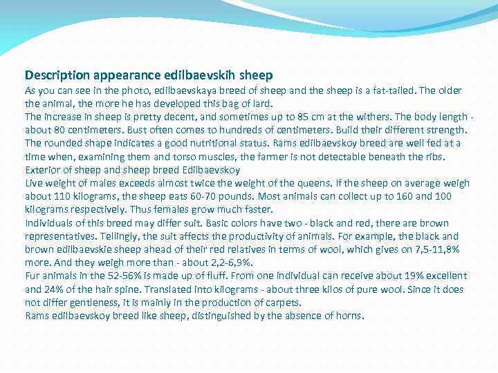 Description appearance edilbaevskih sheep As you can see in the photo, edilbaevskaya breed of
