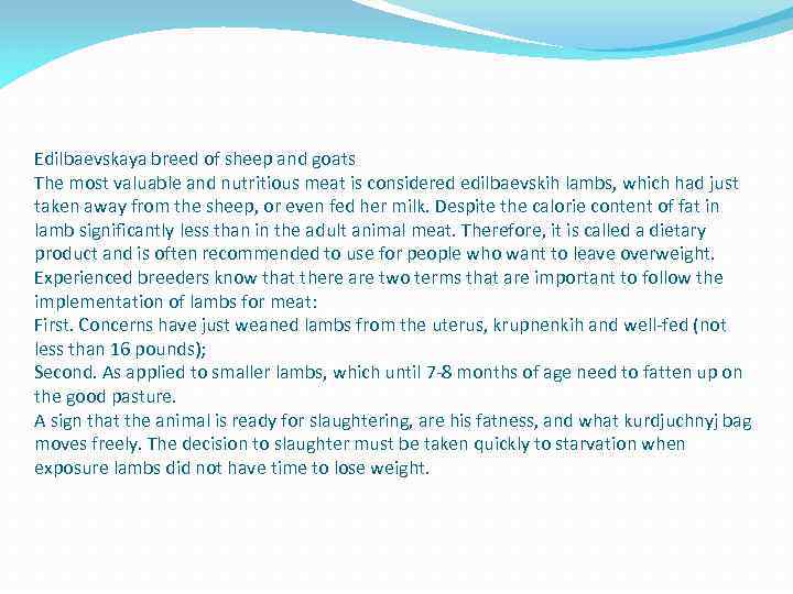 Edilbaevskaya breed of sheep and goats The most valuable and nutritious meat is considered