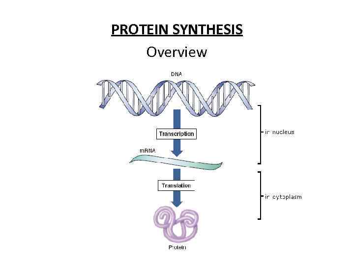 PROTEIN SYNTHESIS Overview 