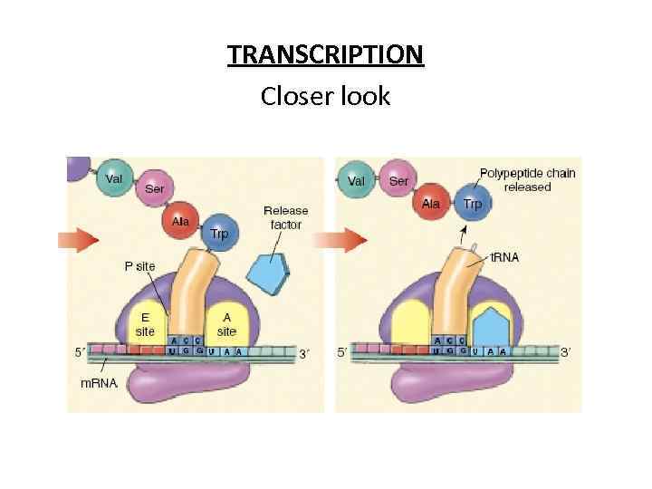 TRANSCRIPTION Closer look 