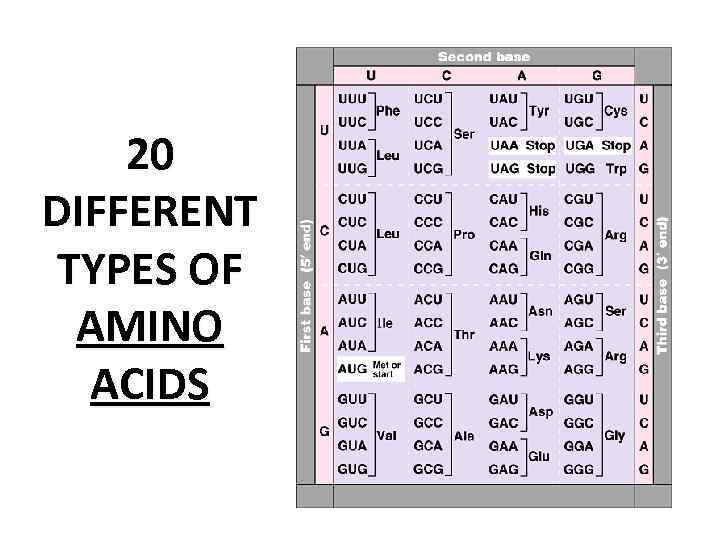 20 DIFFERENT TYPES OF AMINO ACIDS 