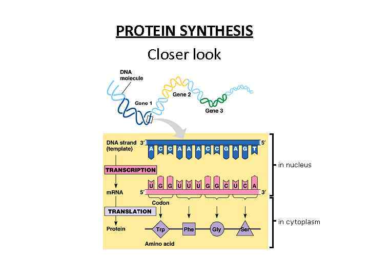 PROTEIN SYNTHESIS Closer look 