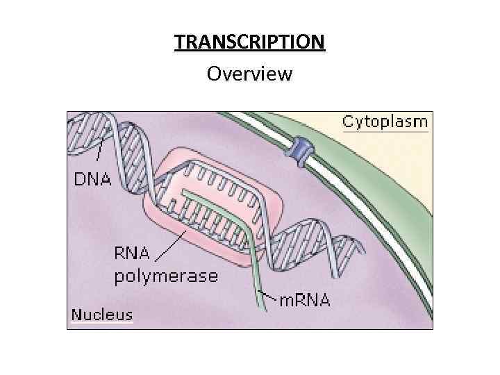 TRANSCRIPTION Overview 