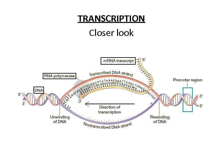 TRANSCRIPTION Closer look 