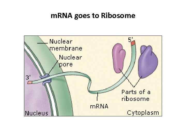 m. RNA goes to Ribosome 