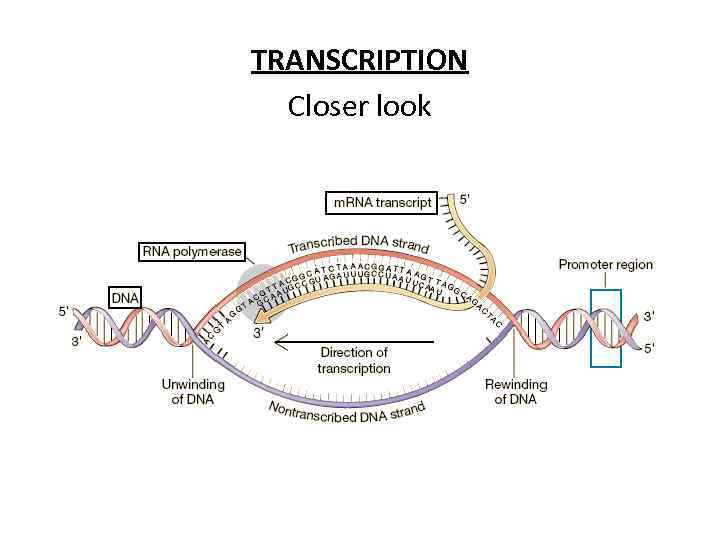 TRANSCRIPTION Closer look 