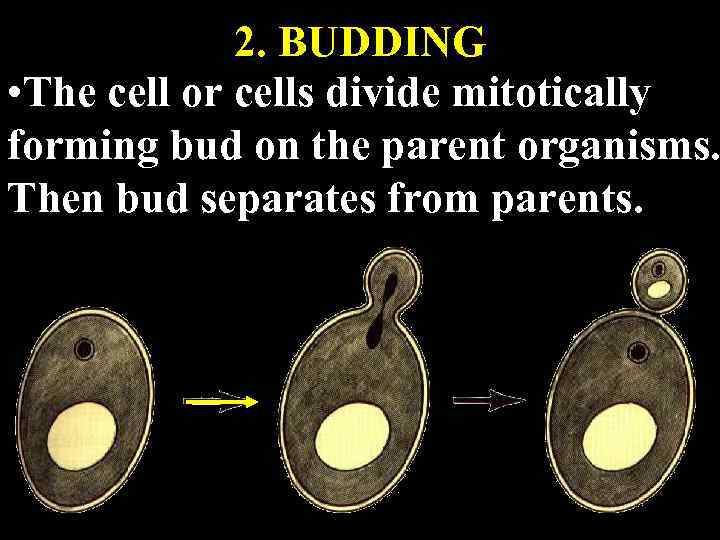 2. BUDDING • The cell or cells divide mitotically forming bud on the parent
