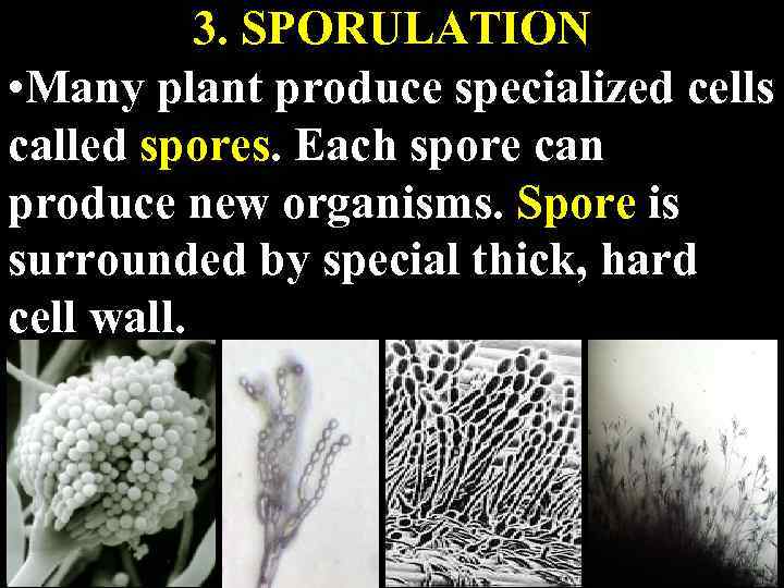 3. SPORULATION • Many plant produce specialized cells called spores. Each spore can produce