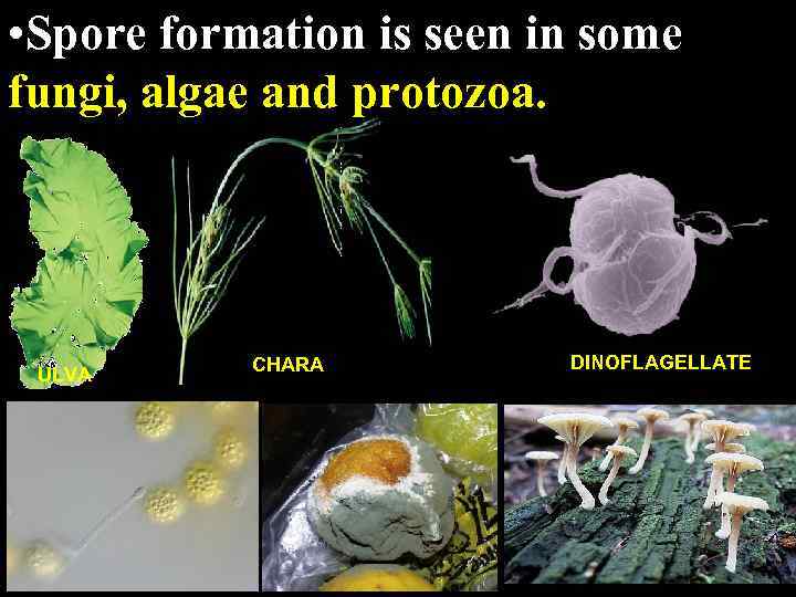  • Spore formation is seen in some fungi, algae and protozoa. ULVA CHARA