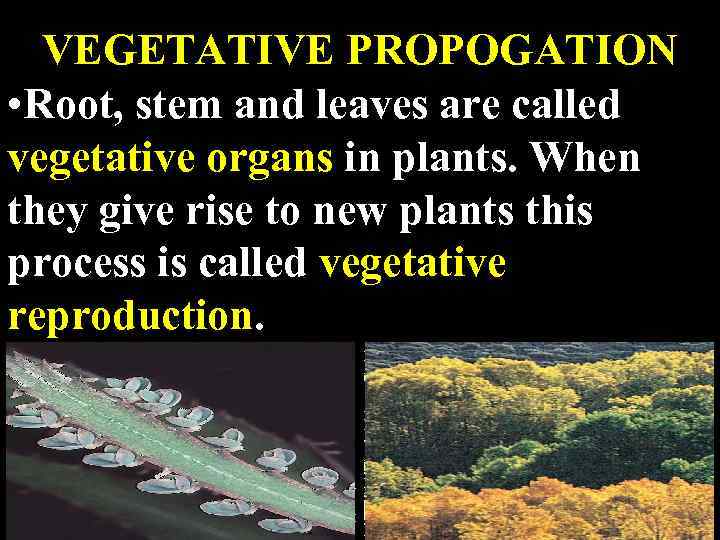 VEGETATIVE PROPOGATION • Root, stem and leaves are called vegetative organs in plants. When