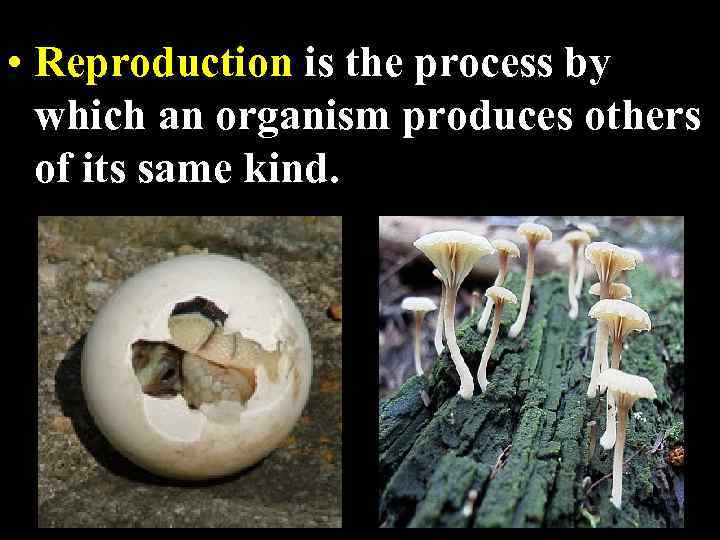  • Reproduction is the process by which an organism produces others of its