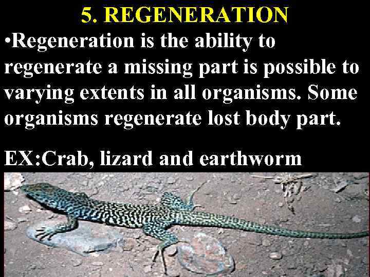 5. REGENERATION • Regeneration is the ability to regenerate a missing part is possible