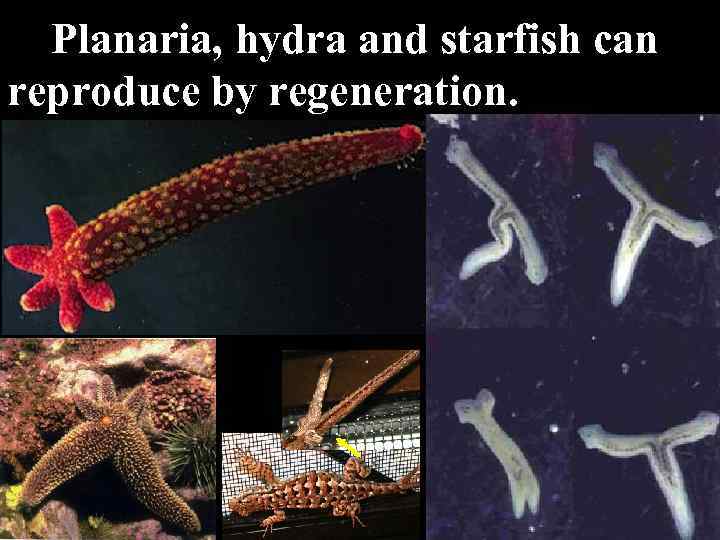Planaria, hydra and starfish can reproduce by regeneration. 