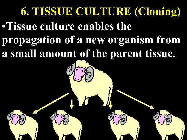 6. TISSUE CULTURE (Cloning) • Tissue culture enables the propagation of a new organism