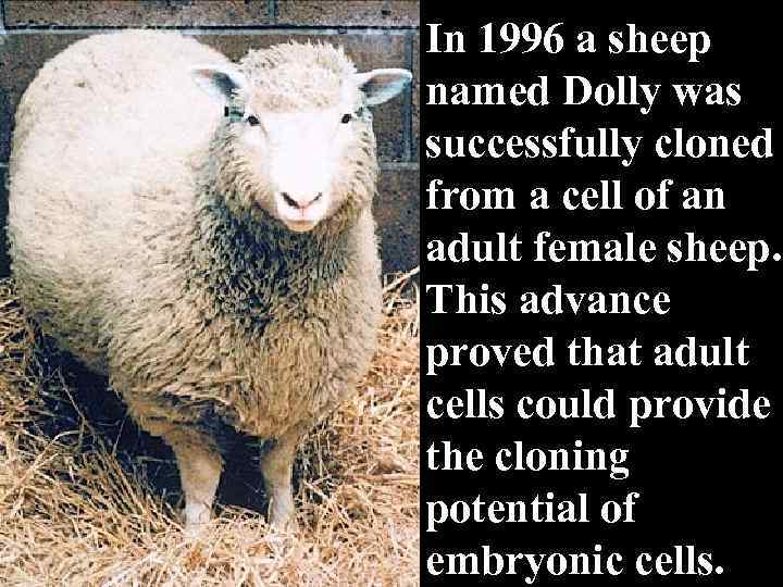 In 1996 a sheep named Dolly was successfully cloned from a cell of an