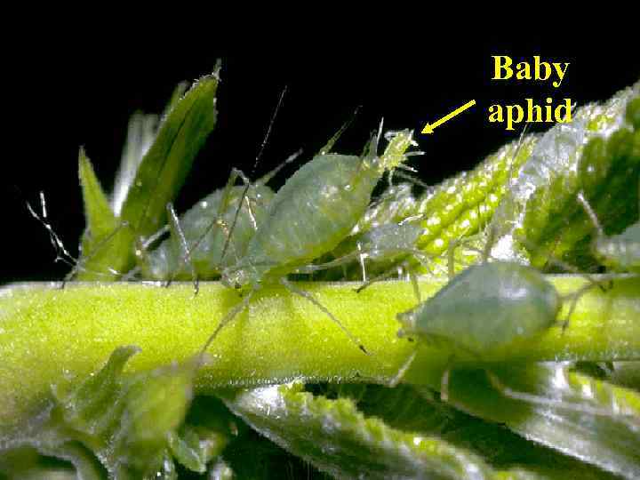 Baby aphid 