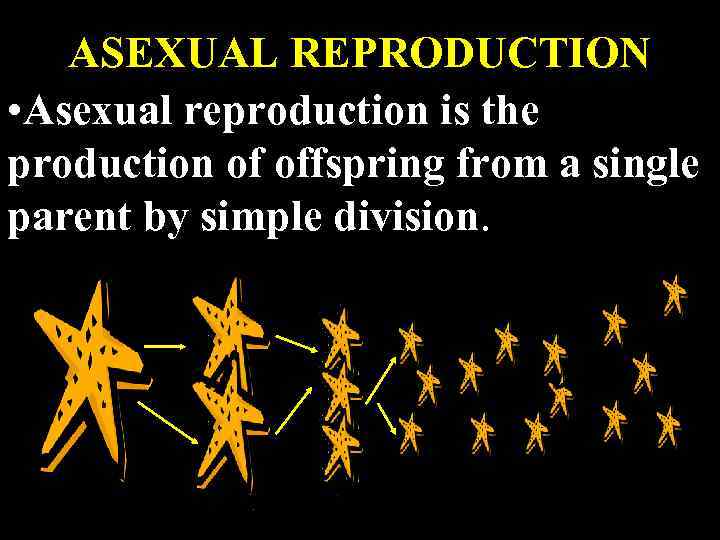 ASEXUAL REPRODUCTION • Asexual reproduction is the production of offspring from a single parent