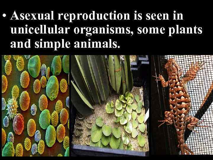  • Asexual reproduction is seen in unicellular organisms, some plants and simple animals.