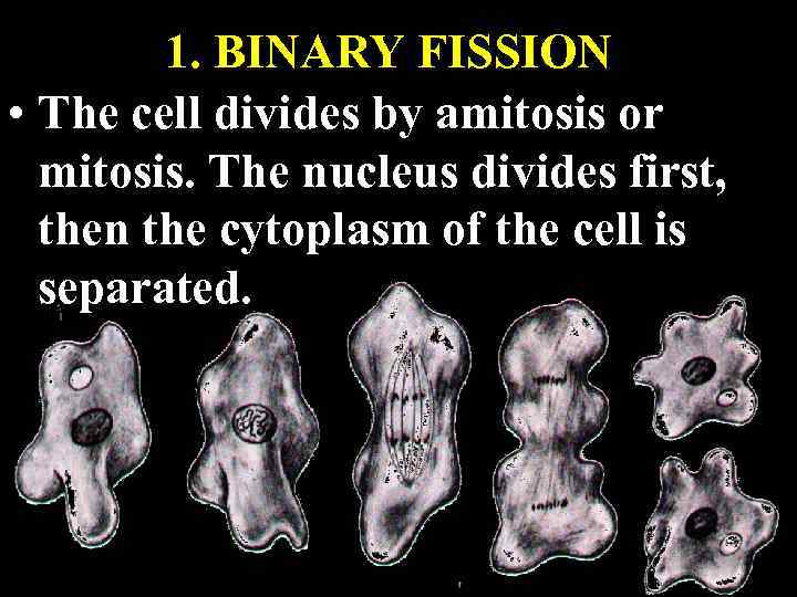 1. BINARY FISSION • The cell divides by amitosis or mitosis. The nucleus divides