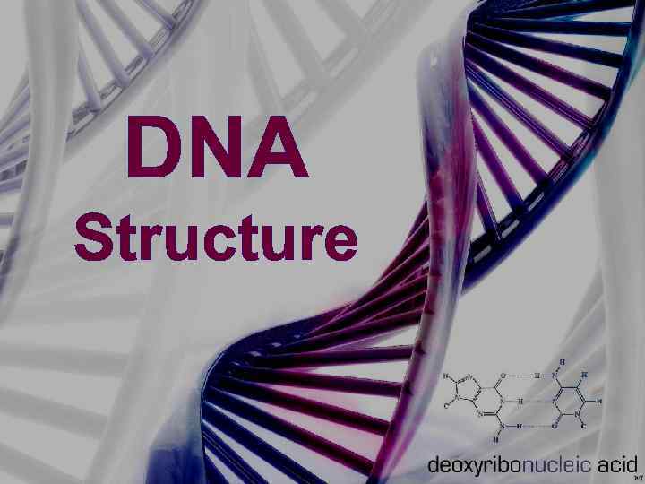 DNA Structure 