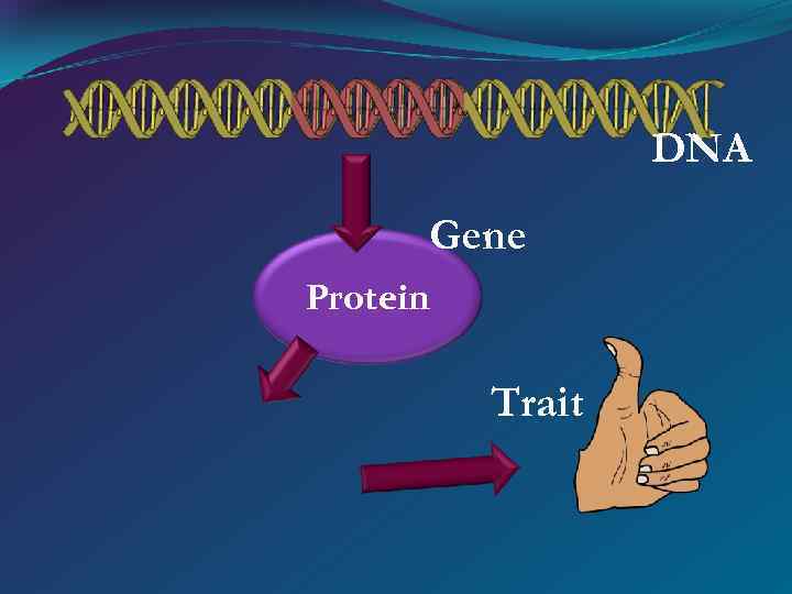 DNA Gene Protein Trait 