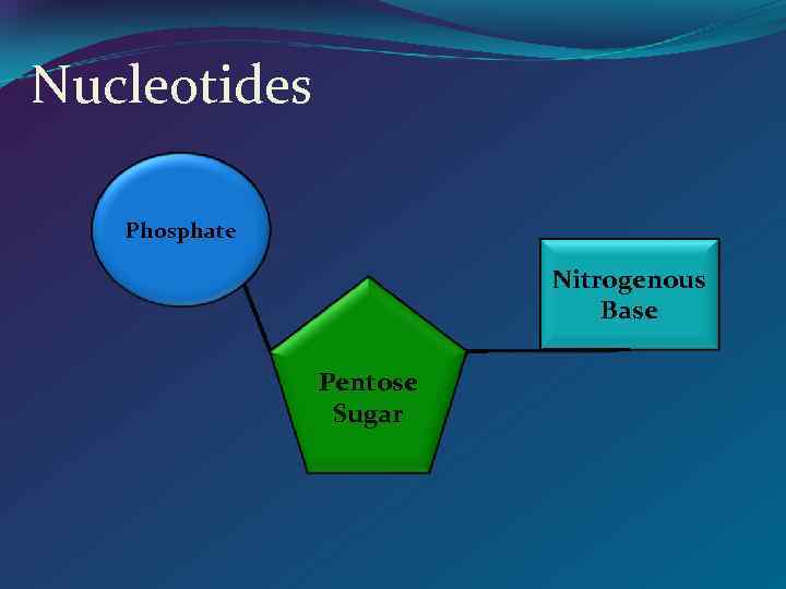 Nucleotides Phosphate Nitrogenous Base Pentose Sugar 