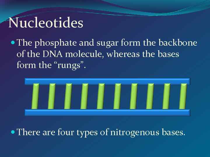 Nucleotides The phosphate and sugar form the backbone of the DNA molecule, whereas the