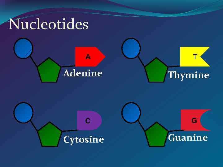 Nucleotides A Adenine C Cytosine T Thymine G Guanine 