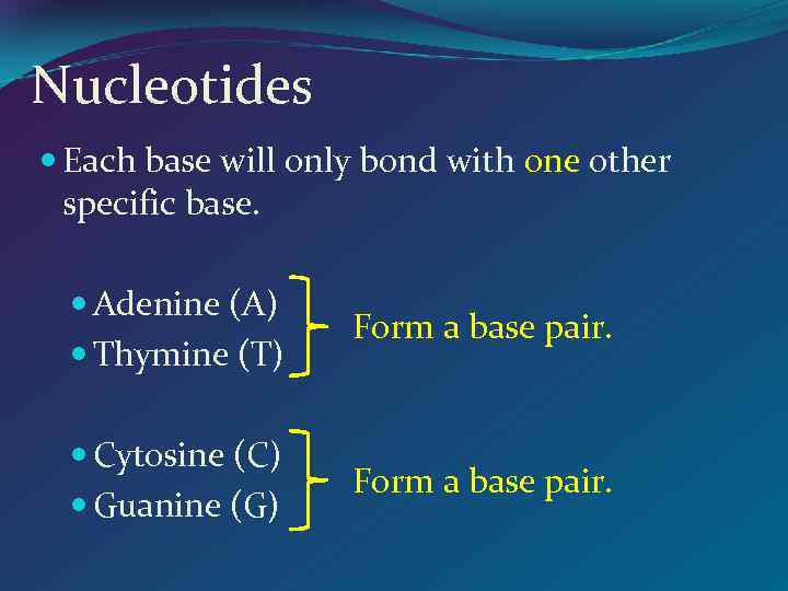 Nucleotides Each base will only bond with one other specific base. Adenine (A) Thymine
