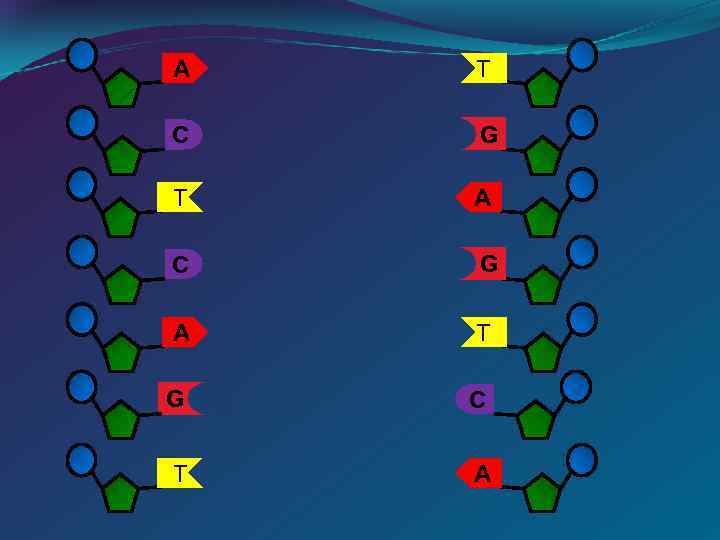 A T C G T A C G A T G C T A