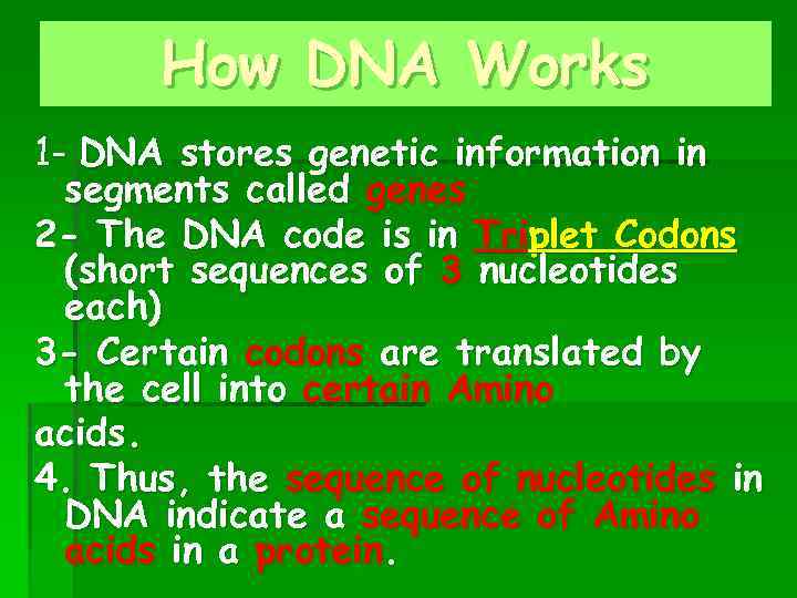 How DNA Works 1 - DNA stores genetic information in segments called genes 2