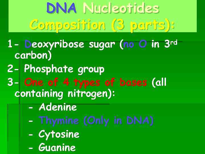 DNA Nucleotides Composition (3 parts): 1 - Deoxyribose sugar (no O in 3 rd
