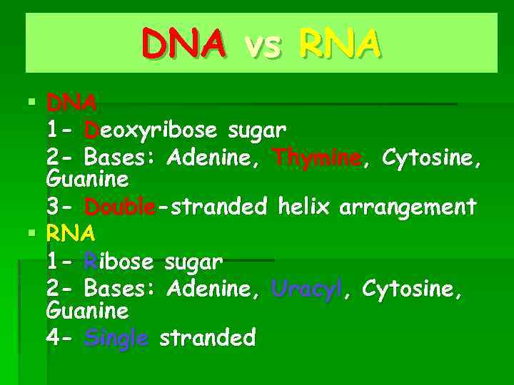 DNA vs RNA § DNA 1 - Deoxyribose sugar 2 - Bases: Adenine, Thymine,