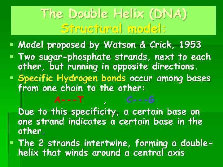 The Double Helix (DNA) Structural model: § Model proposed by Watson & Crick, 1953
