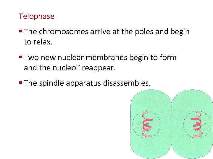 Cellular Reproduction Telophase § The chromosomes arrive at the poles and begin to relax.