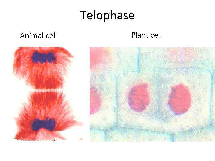 Telophase Animal cell Plant cell 