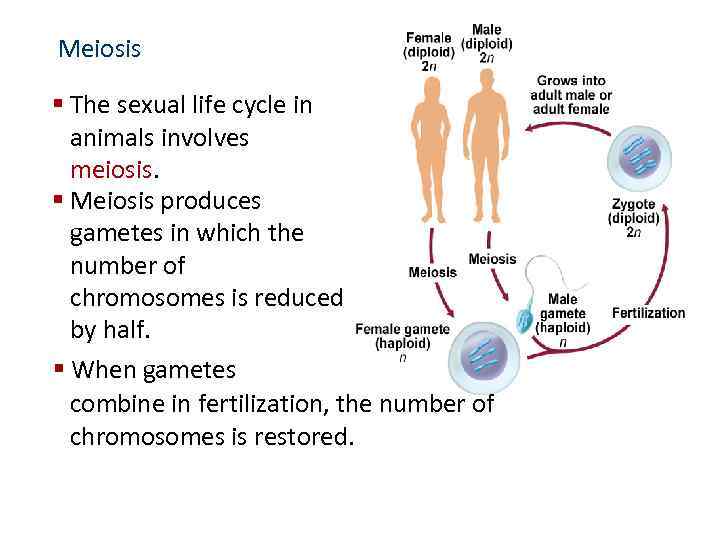 Meiosis § The sexual life cycle in animals involves meiosis. § Meiosis produces gametes