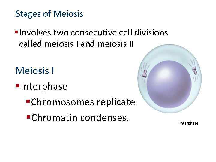 Stages of Meiosis § Involves two consecutive cell divisions called meiosis I and meiosis