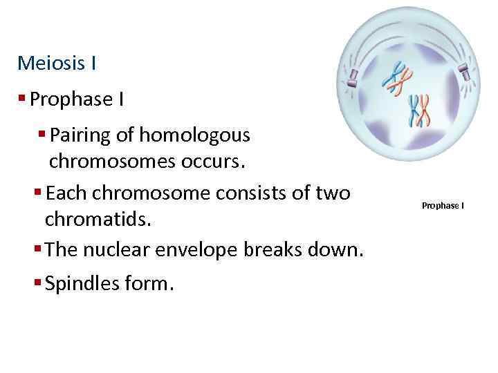 Meiosis I § Prophase I § Pairing of homologous chromosomes occurs. § Each chromosome