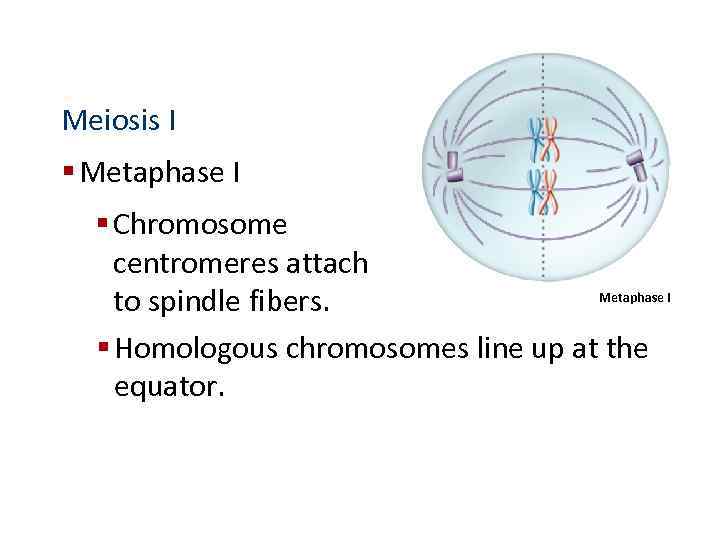 Meiosis I § Metaphase I § Chromosome centromeres attach Metaphase I to spindle fibers.