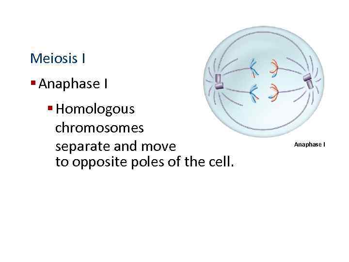 Meiosis I § Anaphase I § Homologous chromosomes separate and move to opposite poles