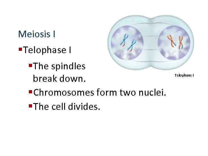 Meiosis I § Telophase I § The spindles break down. § Chromosomes form two