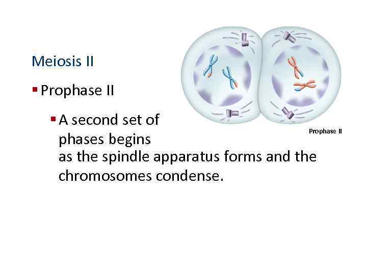 Meiosis II § Prophase II § A second set of Prophase II phases begins