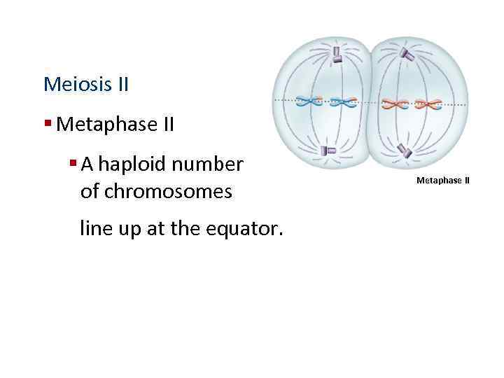 Meiosis II § Metaphase II § A haploid number of chromosomes line up at