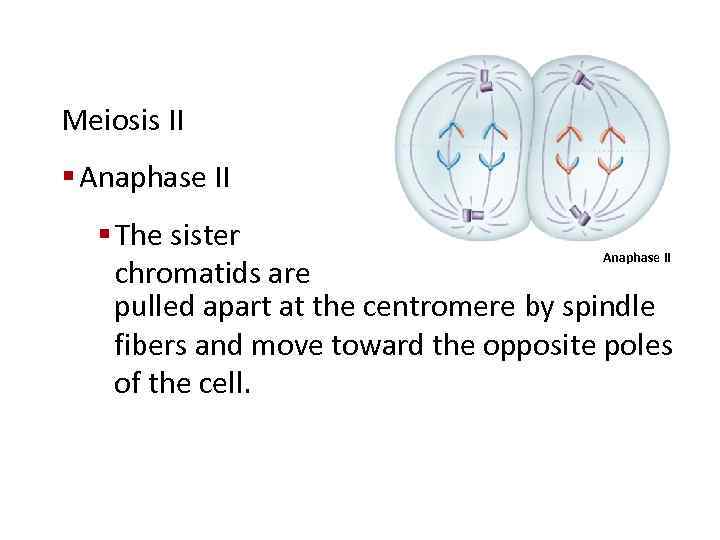 Meiosis II § Anaphase II § The sister Anaphase II chromatids are pulled apart