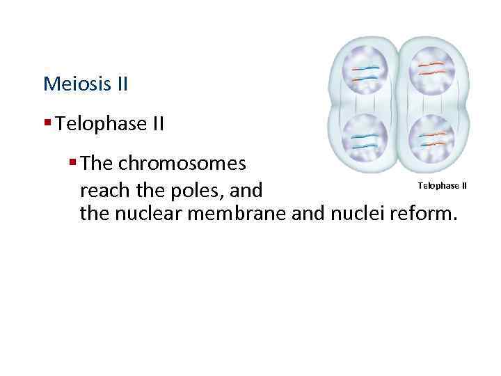 Meiosis II § Telophase II § The chromosomes Telophase II reach the poles, and