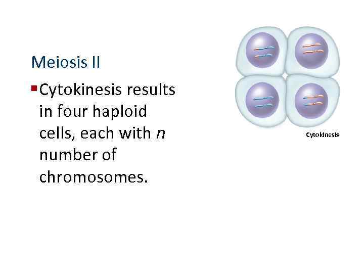 Meiosis II § Cytokinesis results in four haploid cells, each with n number of